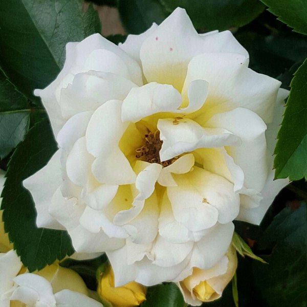 Popcorn Drift Groundcover Rose