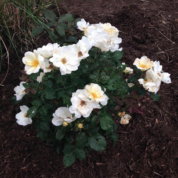 Popcorn Drift Groundcover Rose