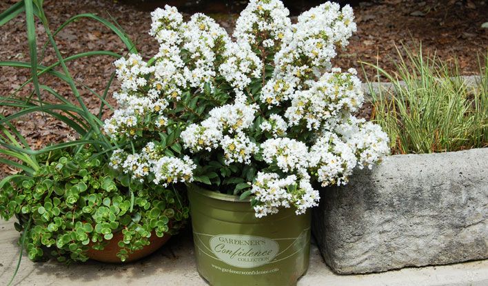 Diamond Dazzle Dwarf Crape Myrtle