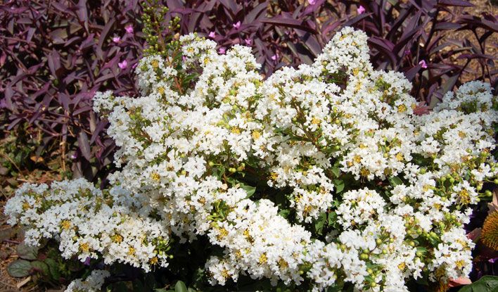 Diamond Dazzle Dwarf Crape Myrtle