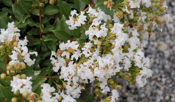 Diamond Dazzle Dwarf Crape Myrtle