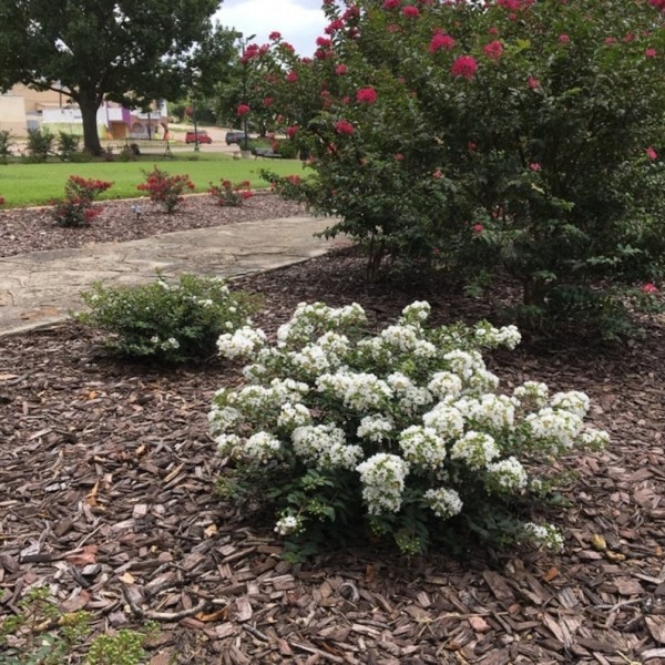 Diamond Dazzle Dwarf Crape Myrtle