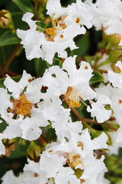Diamond Dazzle Dwarf Crape Myrtle