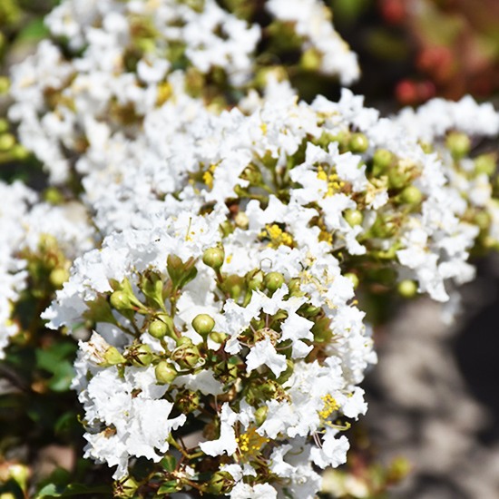 Diamond Dazzle Dwarf Crape Myrtle