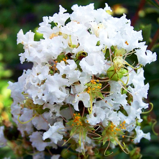 Diamond Dazzle Dwarf Crape Myrtle