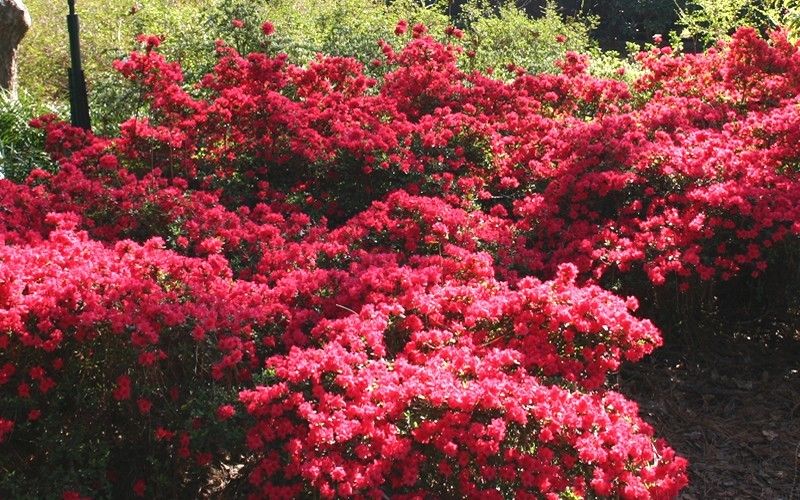 Autumn Cheer Encore Azalea