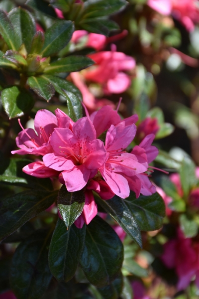 Autumn Cheer Encore Azalea