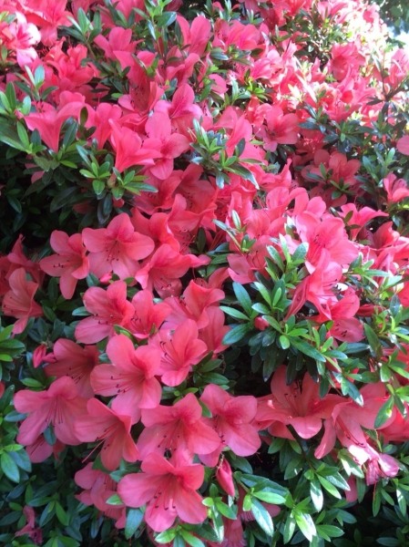 Autumn Cheer Encore Azalea