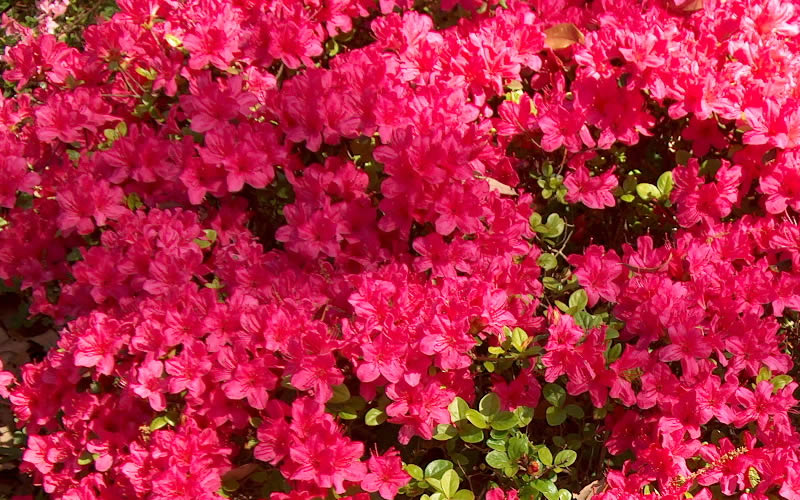 Autumn Cheer Encore Azalea