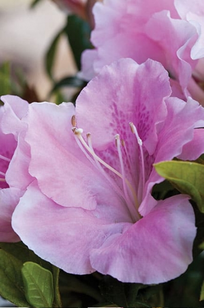 Autumn Sweetheart Encore Azalea
