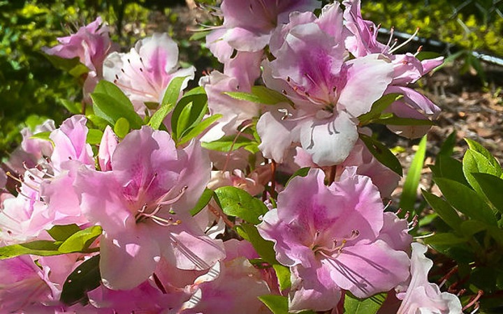 Autumn Sweetheart Encore Azalea
