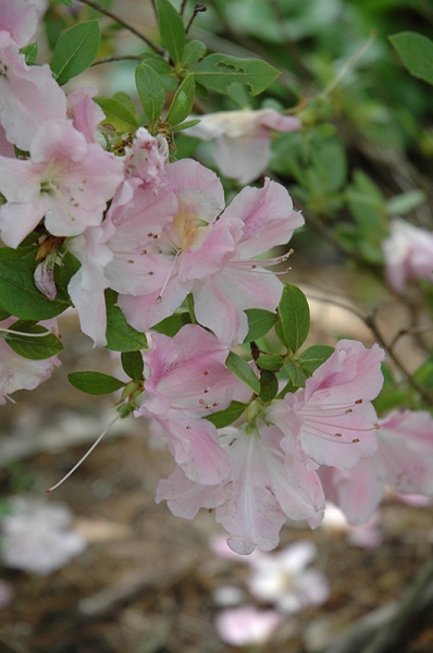 Autumn Sweetheart Encore Azalea