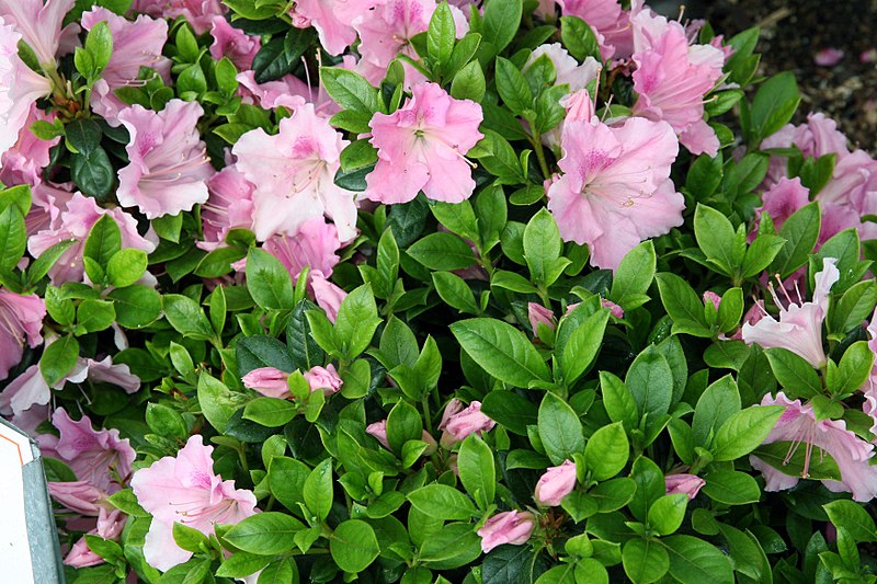 Autumn Sweetheart Encore Azalea