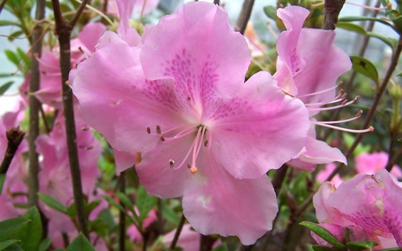 Autumn Sweetheart Encore Azalea