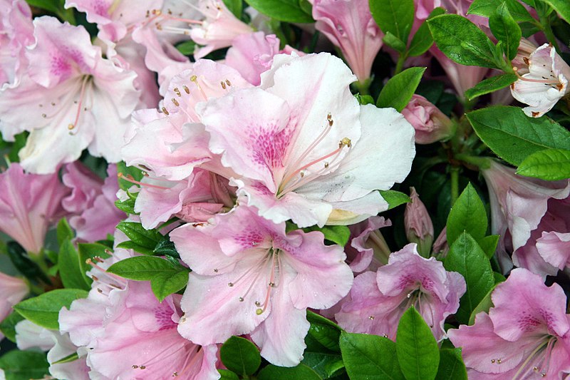 Autumn Sweetheart Encore Azalea