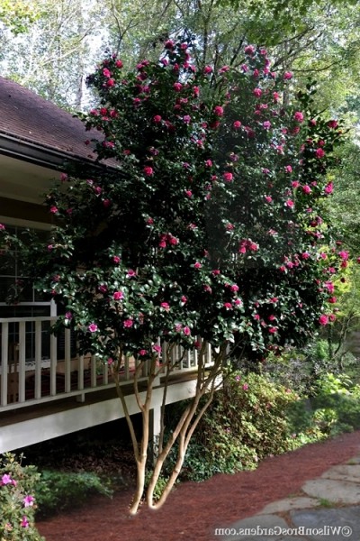 Bonanza Purple Camellia Sasanqua