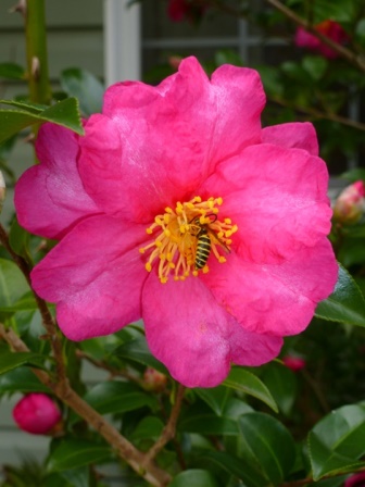 Bonanza Purple Camellia Sasanqua