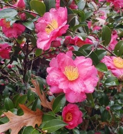 Bonanza Purple Camellia Sasanqua