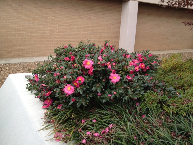 Bonanza Purple Camellia Sasanqua