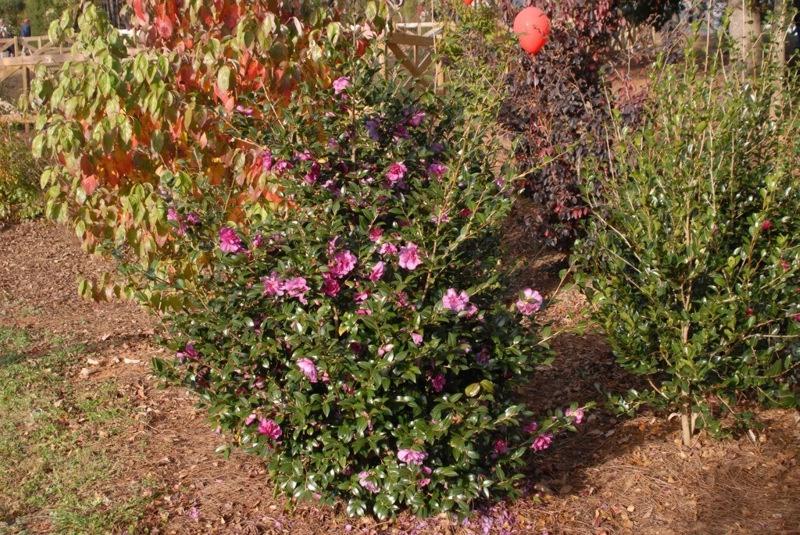 Bonanza Purple Camellia Sasanqua