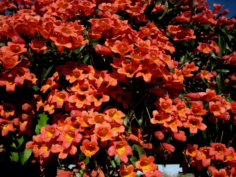 Tangerine Beauty Crossvine Bignonia