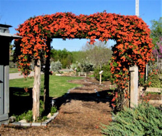 Tangerine Beauty Crossvine Bignonia