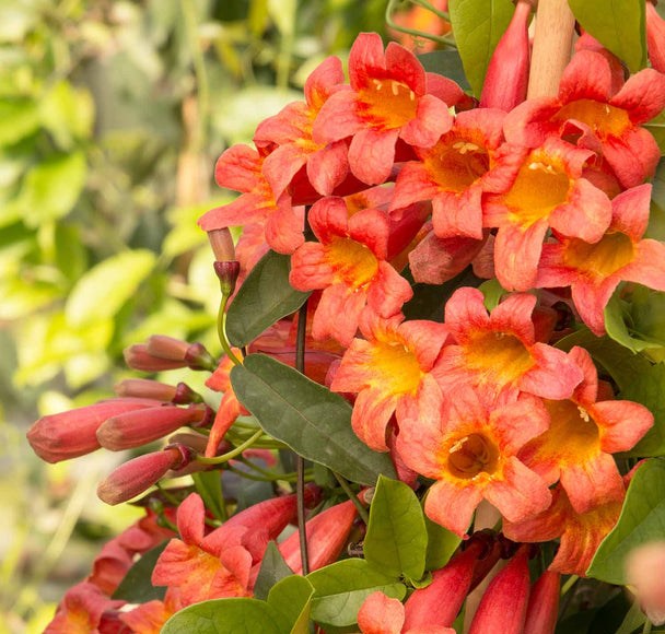 Tangerine Beauty Crossvine Bignonia