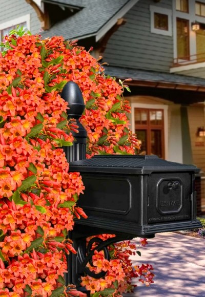 Tangerine Beauty Crossvine Bignonia
