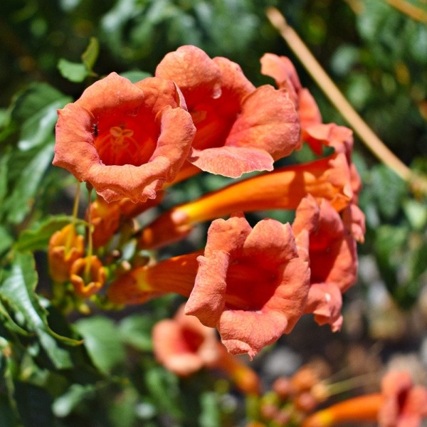 Tangerine Beauty Crossvine Bignonia