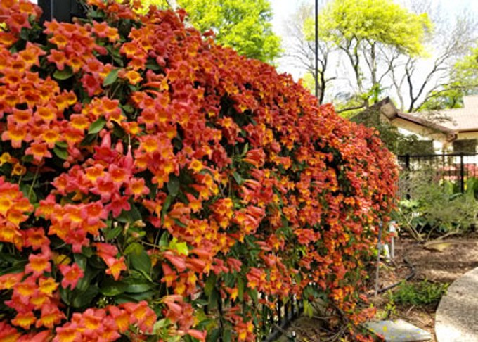 Tangerine Beauty Crossvine Bignonia