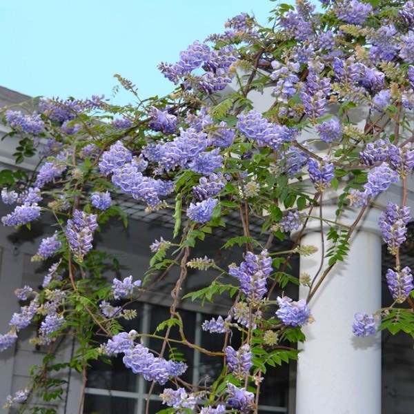 Amethyst Falls Wisteria Vine