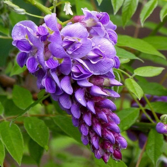 Amethyst Falls Wisteria Vine