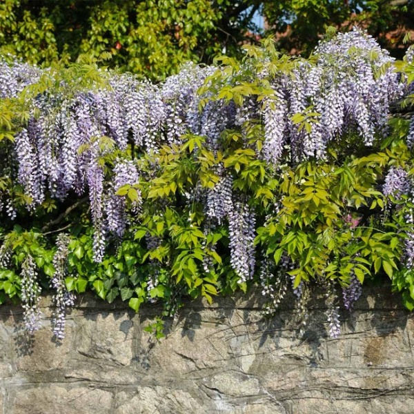 Amethyst Falls Wisteria Vine