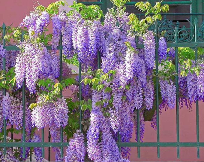 Amethyst Falls Wisteria Vine