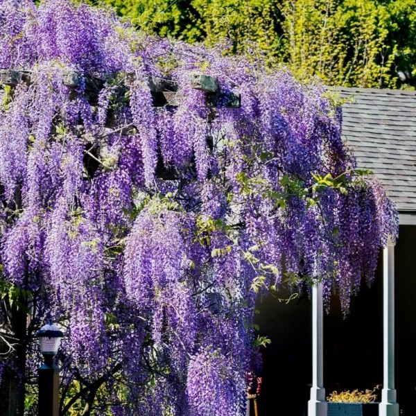 Amethyst Falls Wisteria Vine