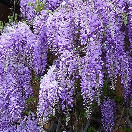 Amethyst Falls Wisteria Vine