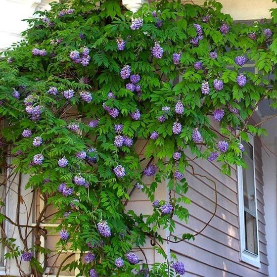 Amethyst Falls Wisteria Vine