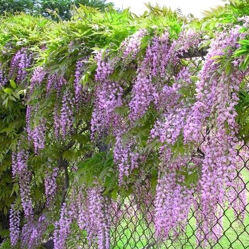 Amethyst Falls Wisteria Vine