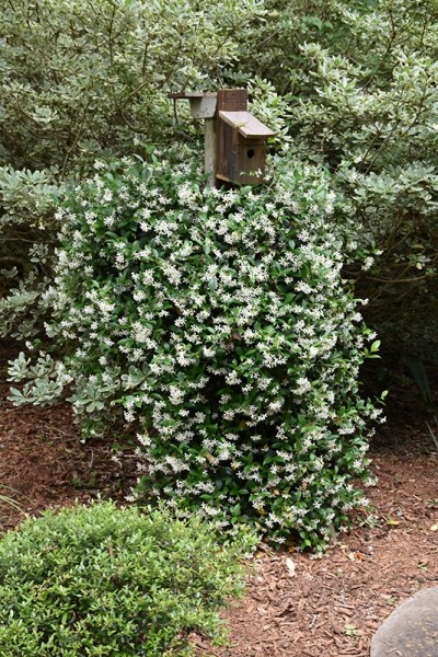 Madison Confederate Jasmine