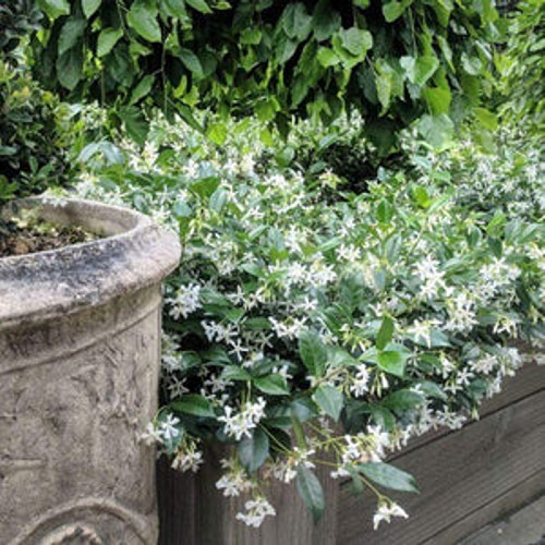 Madison Confederate Jasmine