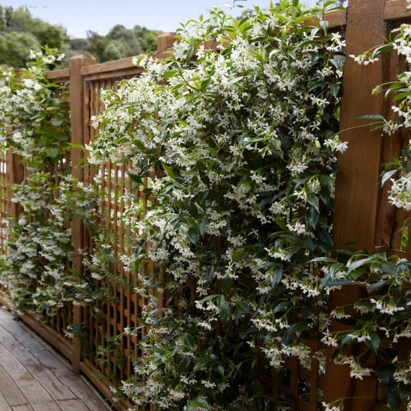 Growing the madison confederate jasmine (Trachelospermum jasminoides