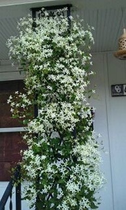Madison Confederate Jasmine