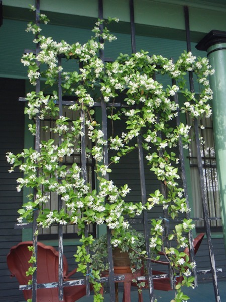 Madison Confederate Jasmine