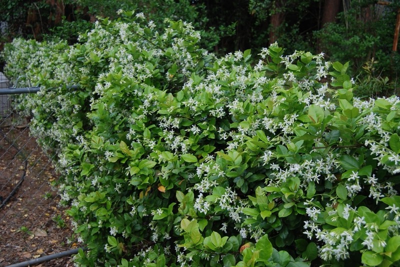 Madison Confederate Jasmine