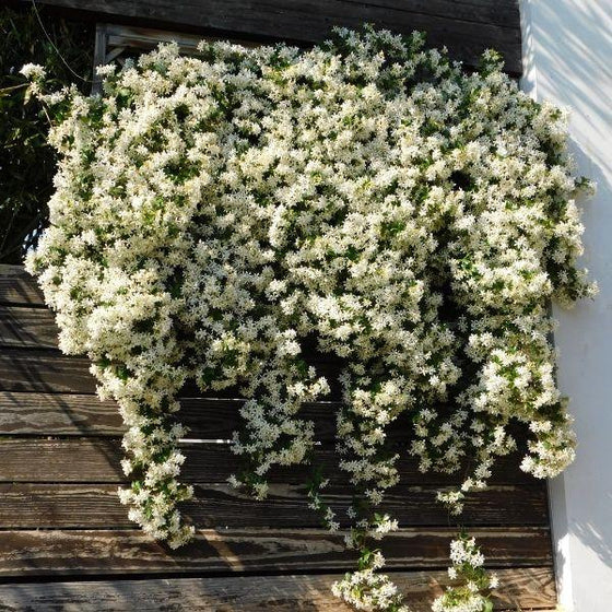 Madison Confederate Jasmine