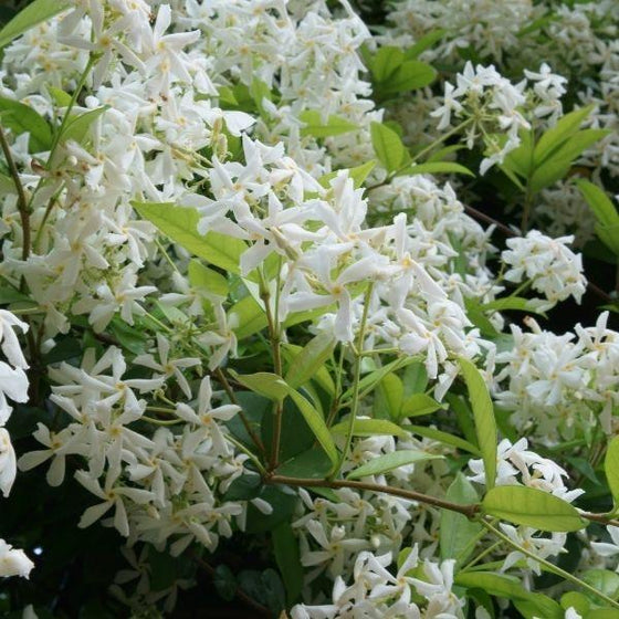 Madison Confederate Jasmine