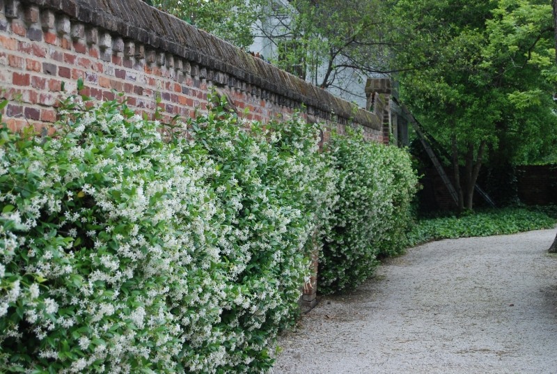 Madison Confederate Jasmine