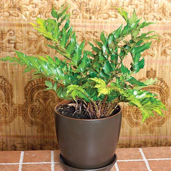 Japanese Holly Fern