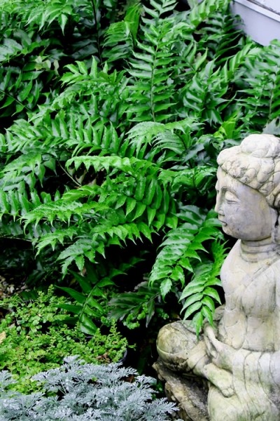 Japanese Holly Fern