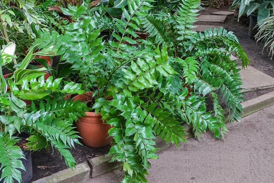 Japanese Holly Fern